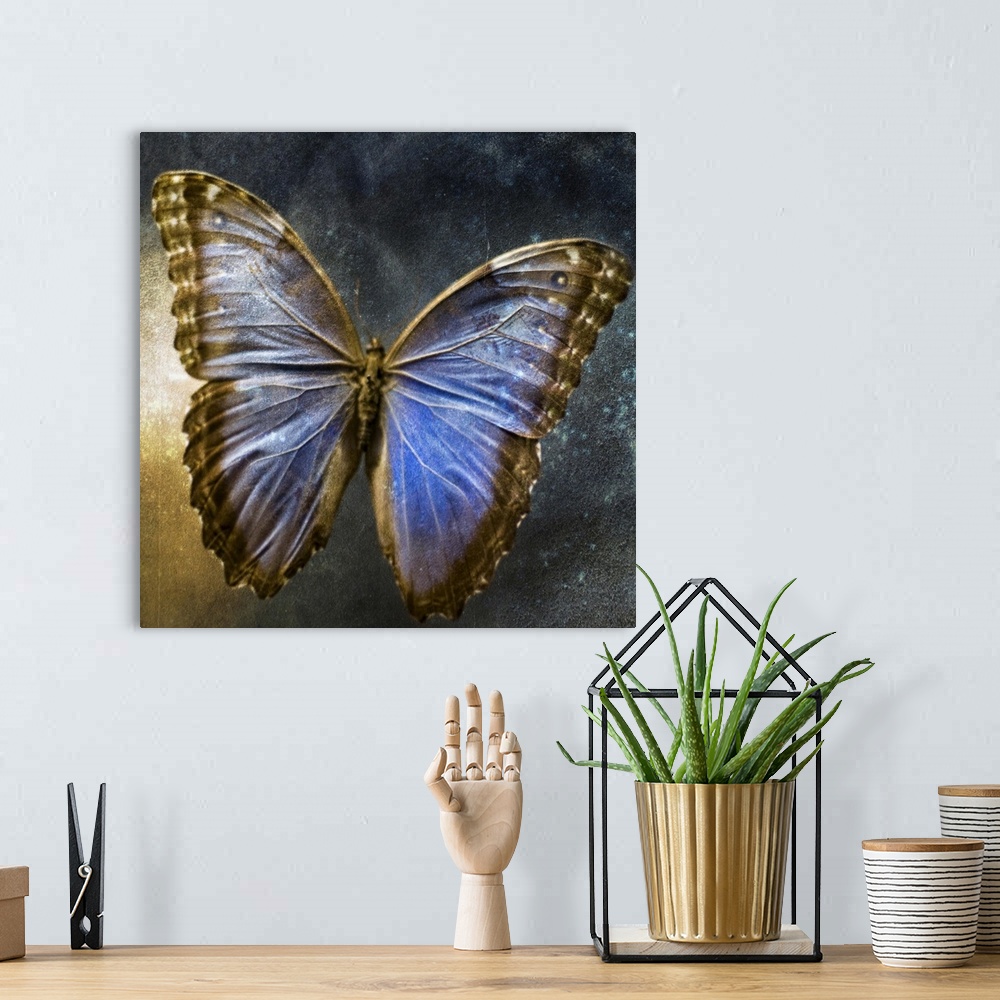 A bohemian room featuring Creative image of a mounted exotic butterfly.