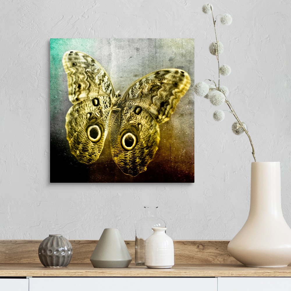 A farmhouse room featuring Creative image of a mounted exotic butterfly.