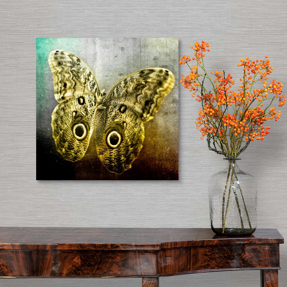 A traditional room featuring Creative image of a mounted exotic butterfly.