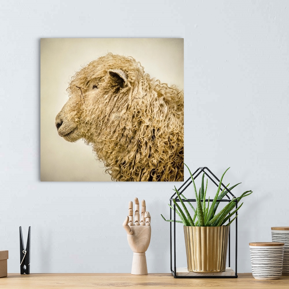 A bohemian room featuring A sheep with a thick curly coat.