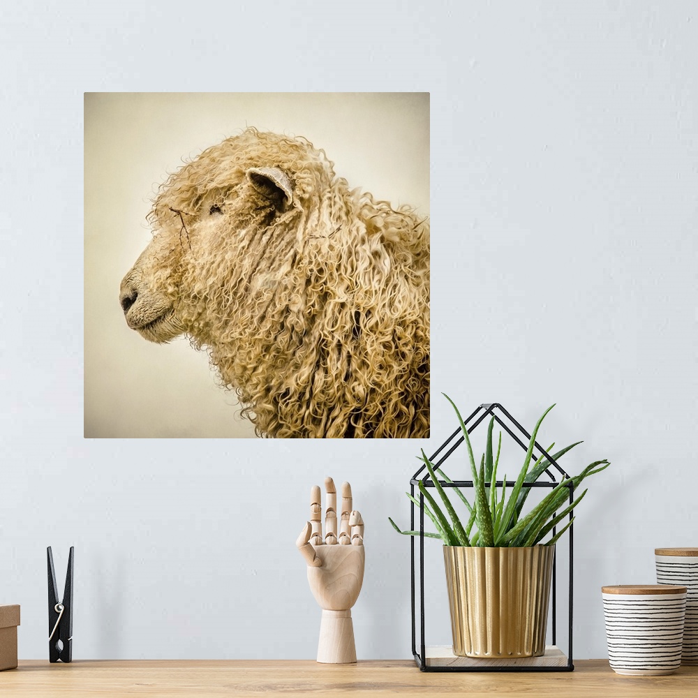 A bohemian room featuring A sheep with a thick curly coat.