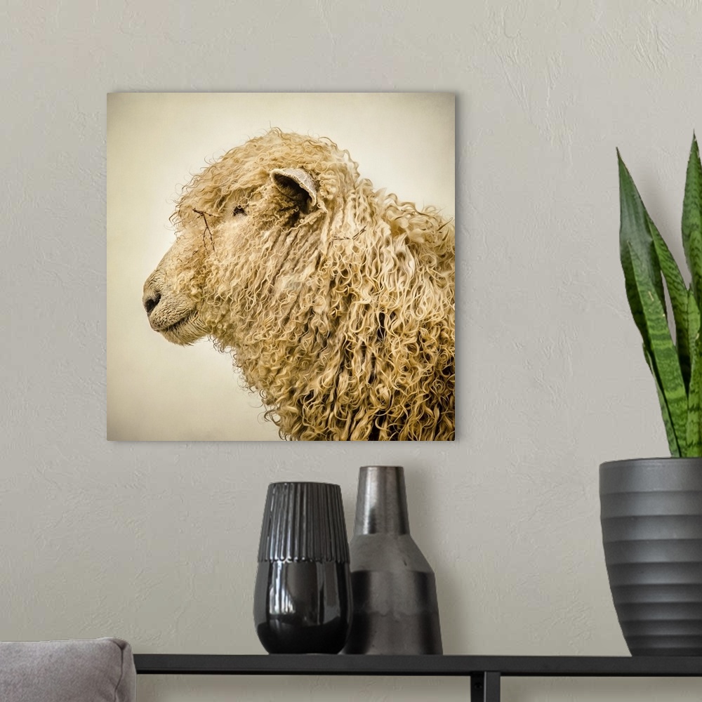 A modern room featuring A sheep with a thick curly coat.