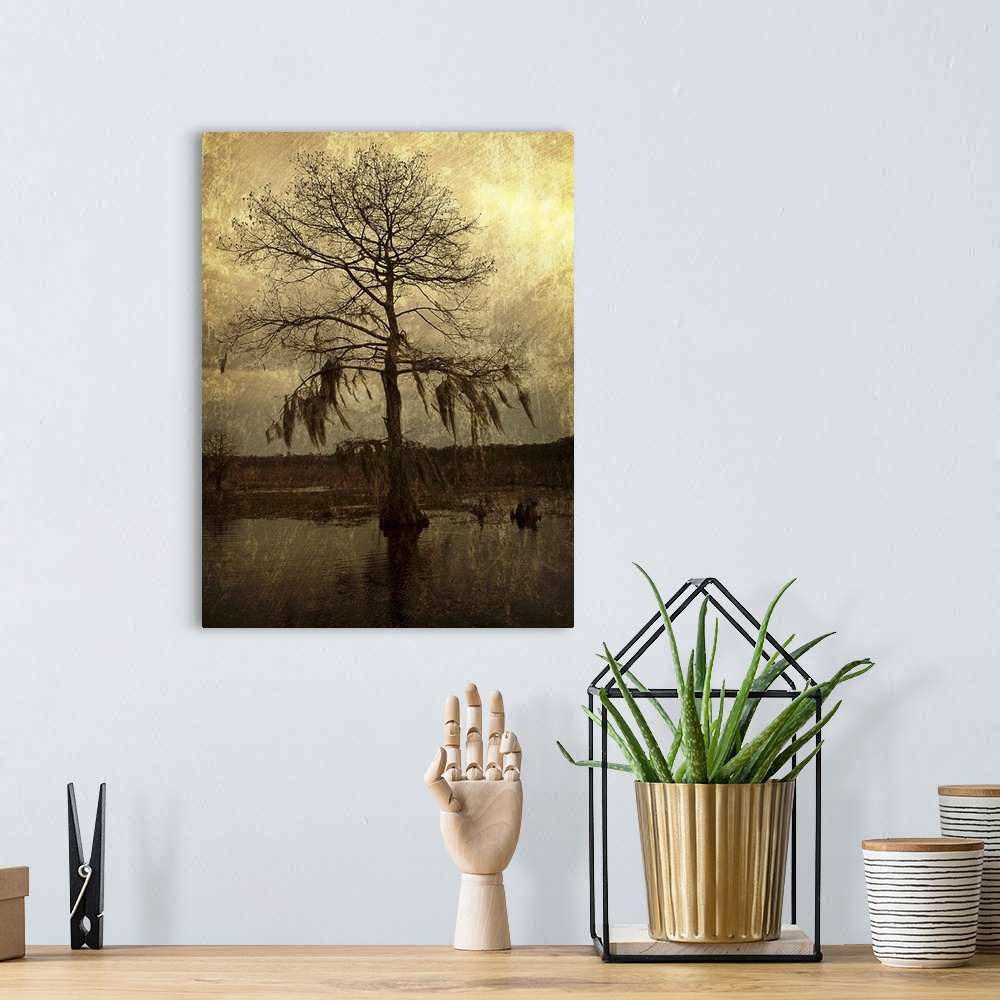 A bohemian room featuring A lone cypress, its branches hanging with moss, stands against a golden sky in a Louisiana swamp.