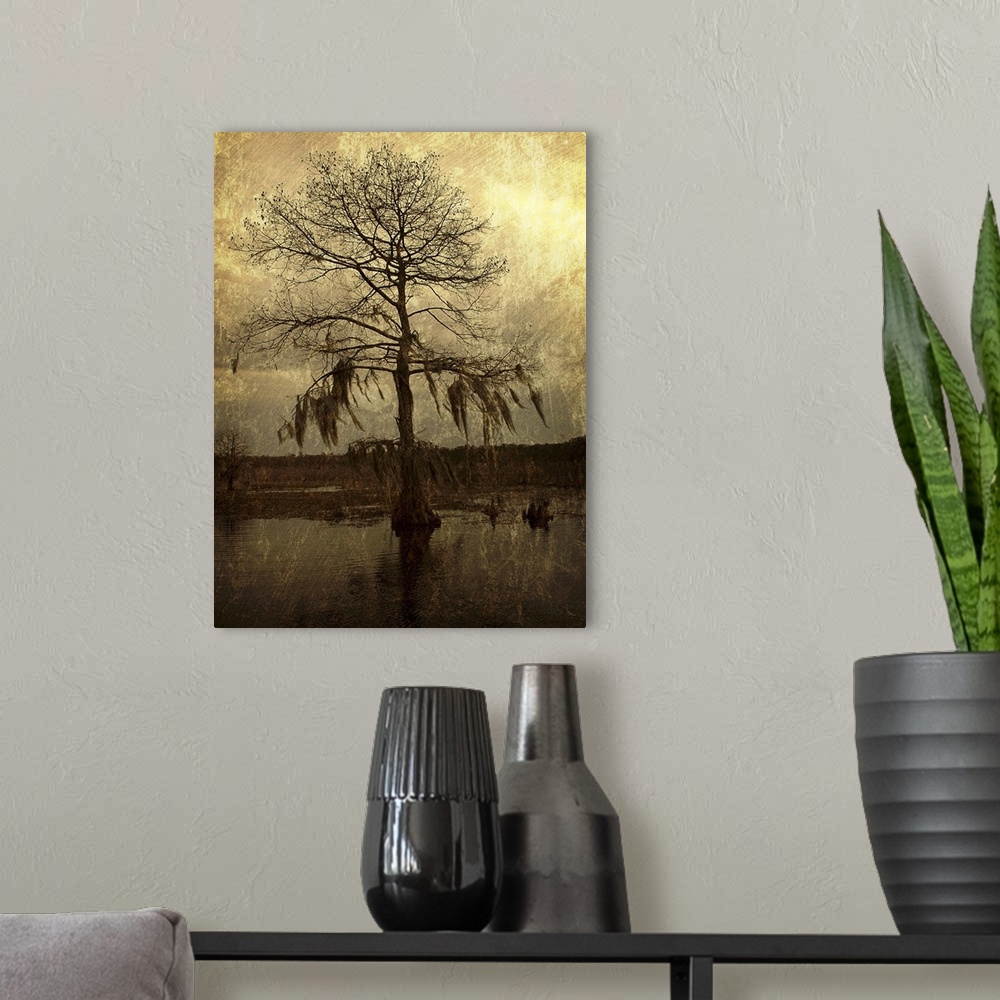 A modern room featuring A lone cypress, its branches hanging with moss, stands against a golden sky in a Louisiana swamp.