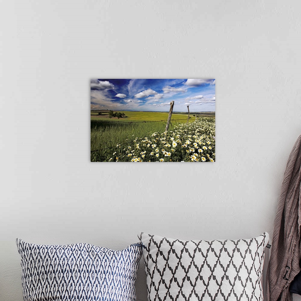 A bohemian room featuring Daisies and wheat field, Andalusia