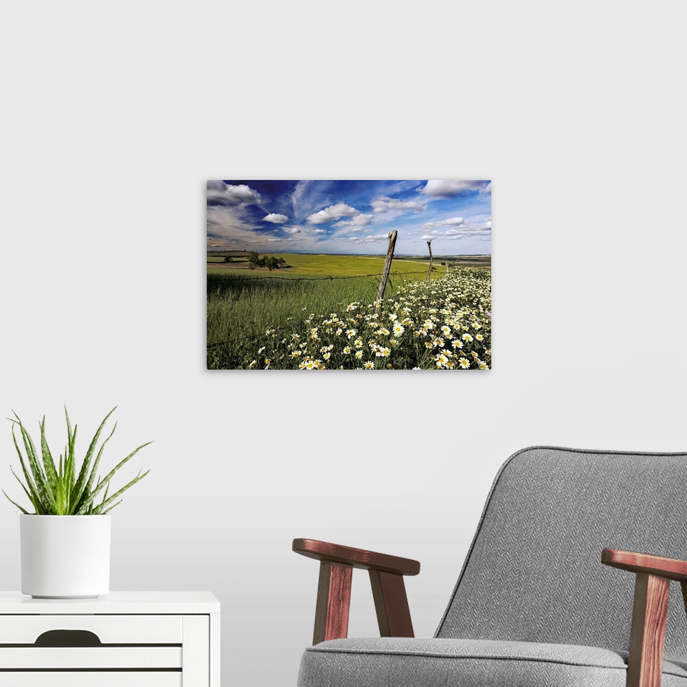 A modern room featuring Daisies and wheat field, Andalusia