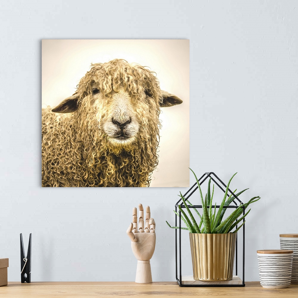 A bohemian room featuring sheep with thick coat of wool.