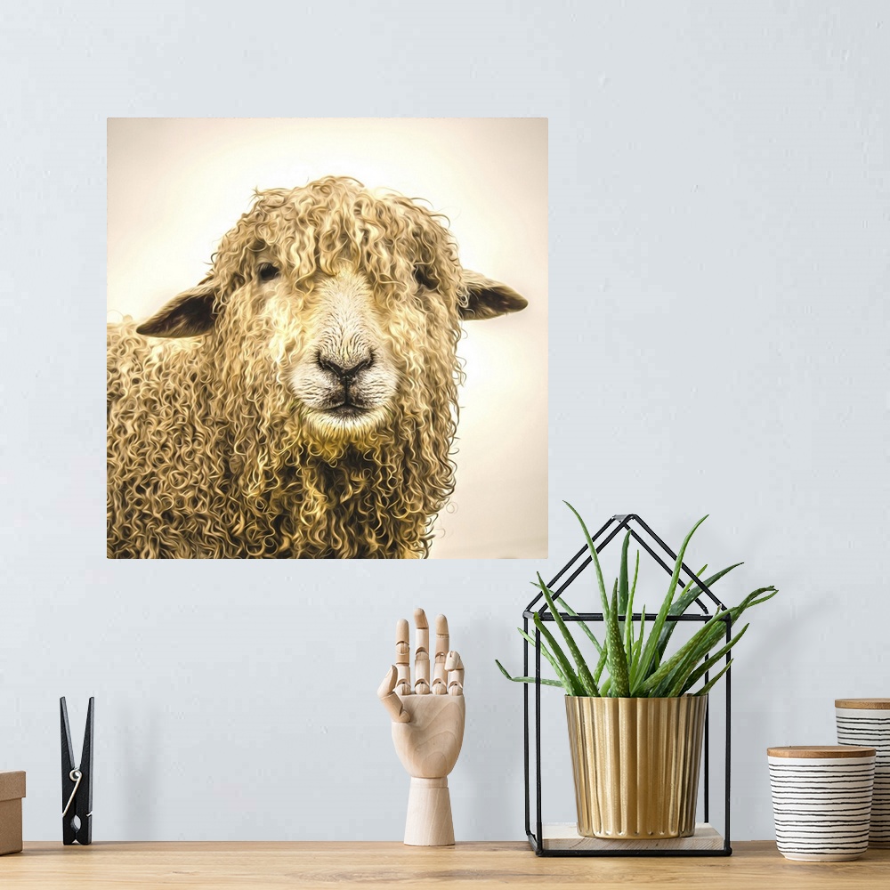 A bohemian room featuring sheep with thick coat of wool.