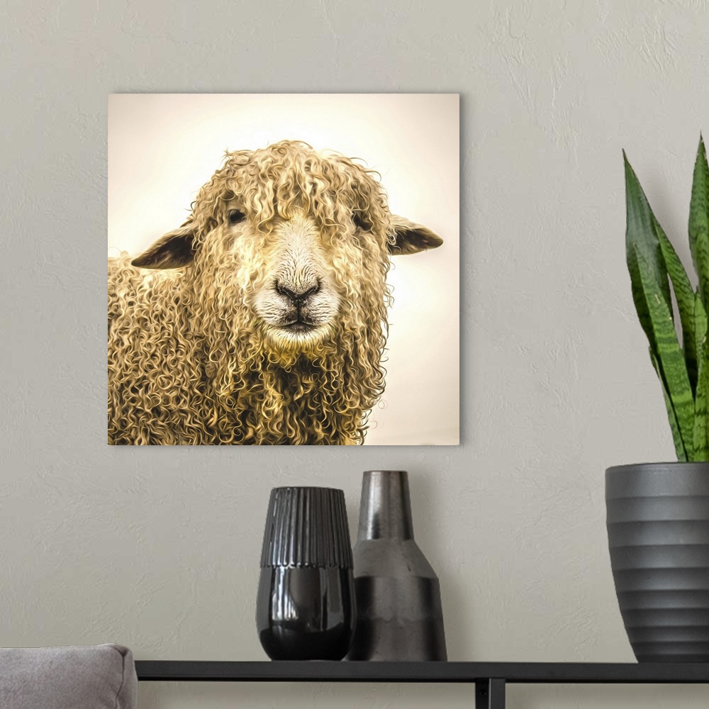 A modern room featuring sheep with thick coat of wool.