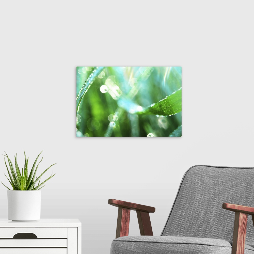 A modern room featuring Nature's Diamonds - Close up of droplets of dew on green grass.