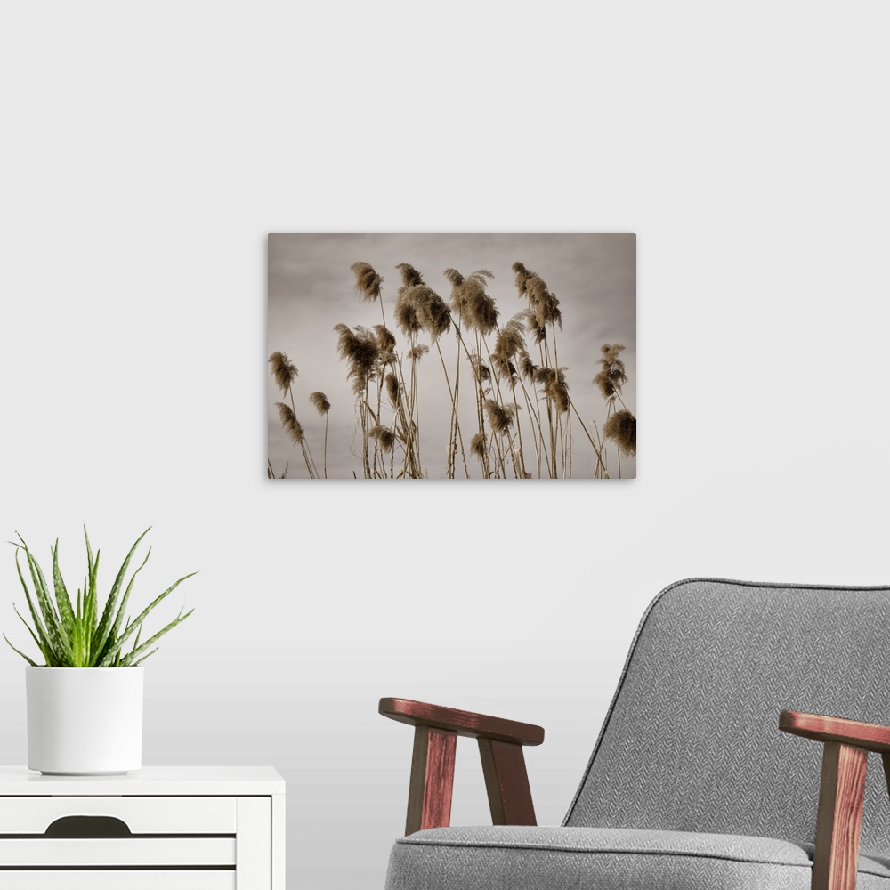 A modern room featuring Ditch reed on a gloomy day.