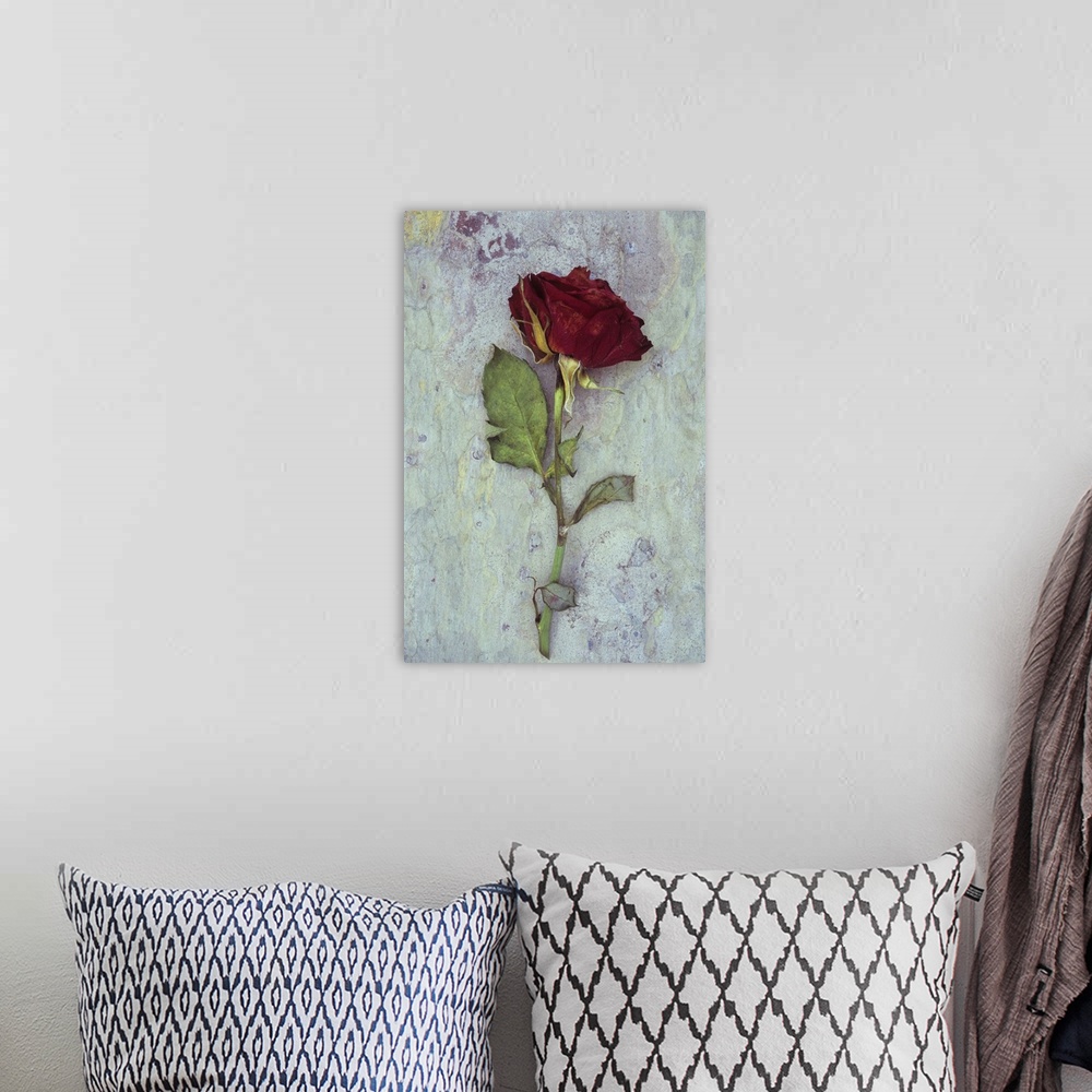 A bohemian room featuring Dried deep red rose lying with its stem and leaves on marbled slate stone