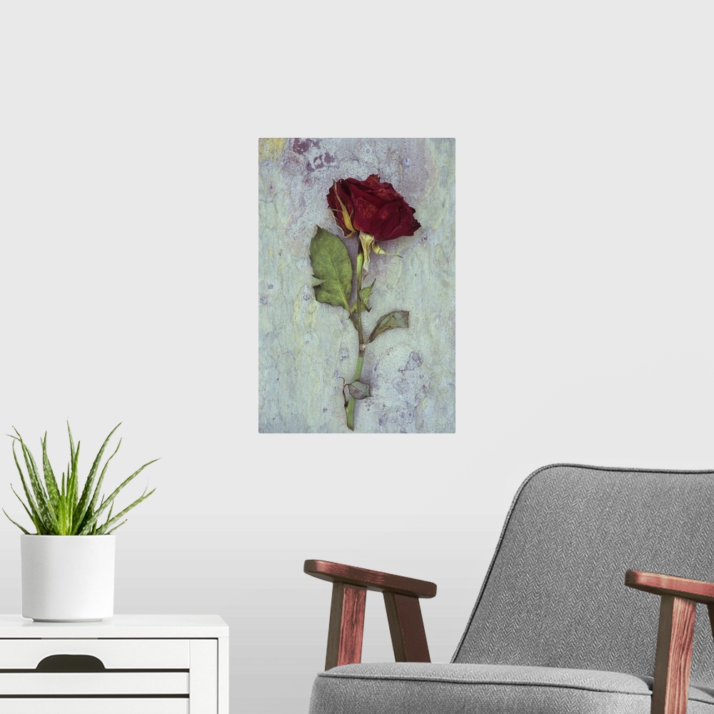 A modern room featuring Dried deep red rose lying with its stem and leaves on marbled slate stone
