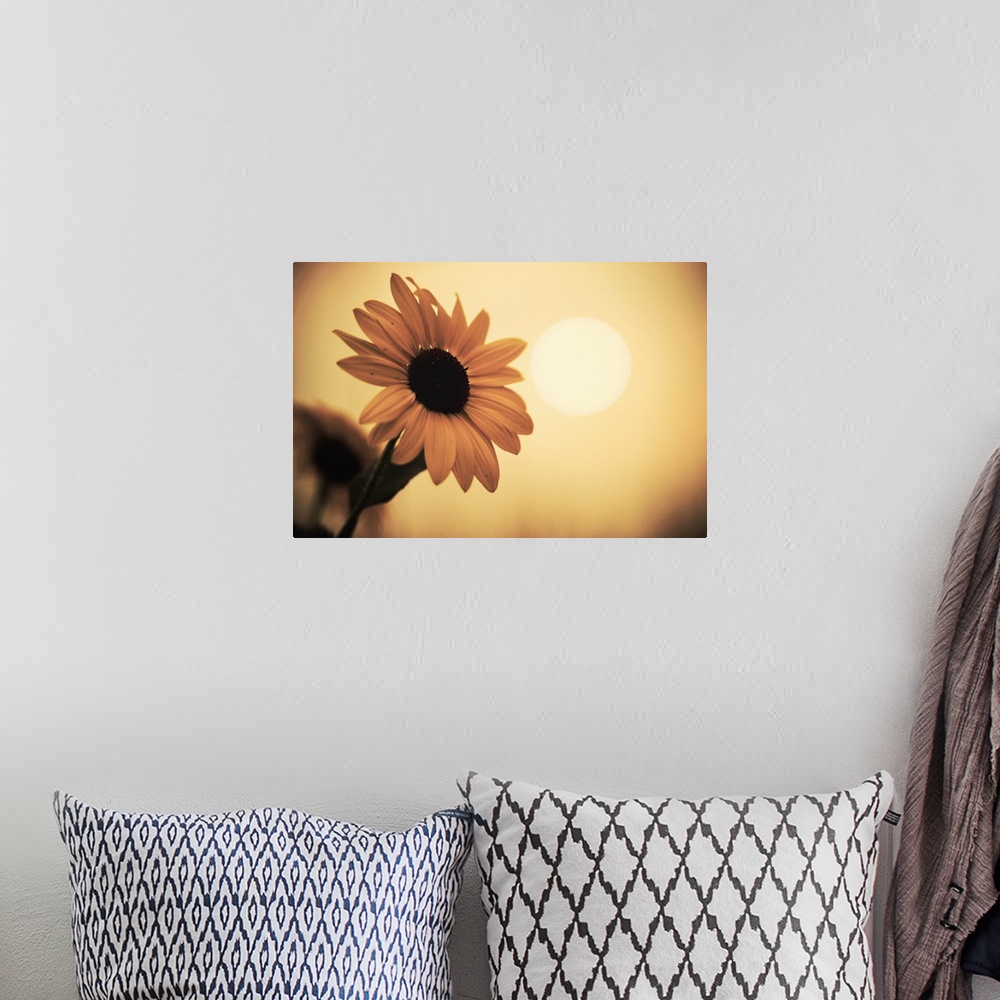 A bohemian room featuring Environment: sunflower sunset landscape affected by Colorado wildfires