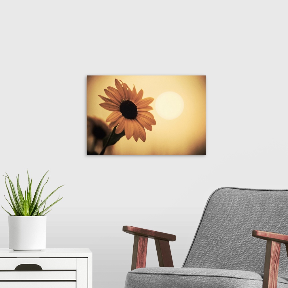 A modern room featuring Environment: sunflower sunset landscape affected by Colorado wildfires