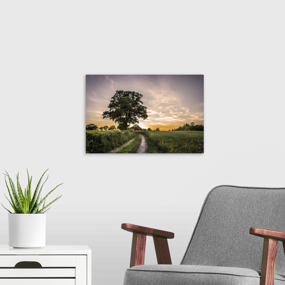 A modern room featuring Sun setting over fields in the English countryside with a rural lane and oak tree.