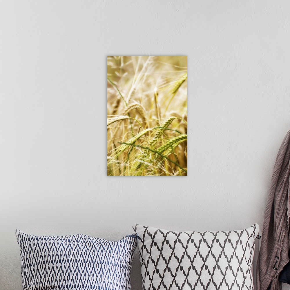 A bohemian room featuring field of barley