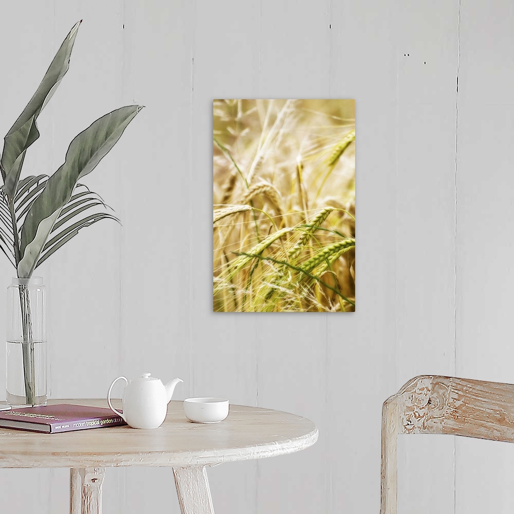A farmhouse room featuring field of barley