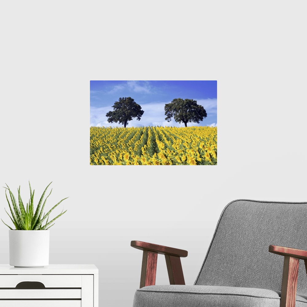 A modern room featuring Andalusian landscape with cultivated sunflowers and remaining holm oaks from a former Mediterrane...