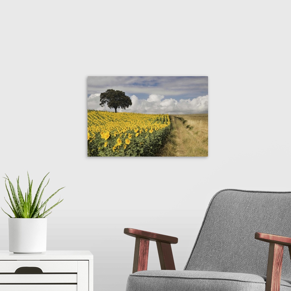 A modern room featuring Andalusian landscape with cultivated sunflowers and remaining holm oaks from a former Mediterrane...