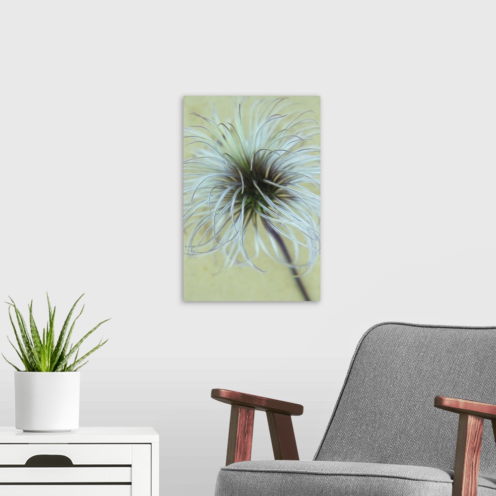 A modern room featuring Fluffy seedhead of Clematis Frances Rivis lying on antique paper
