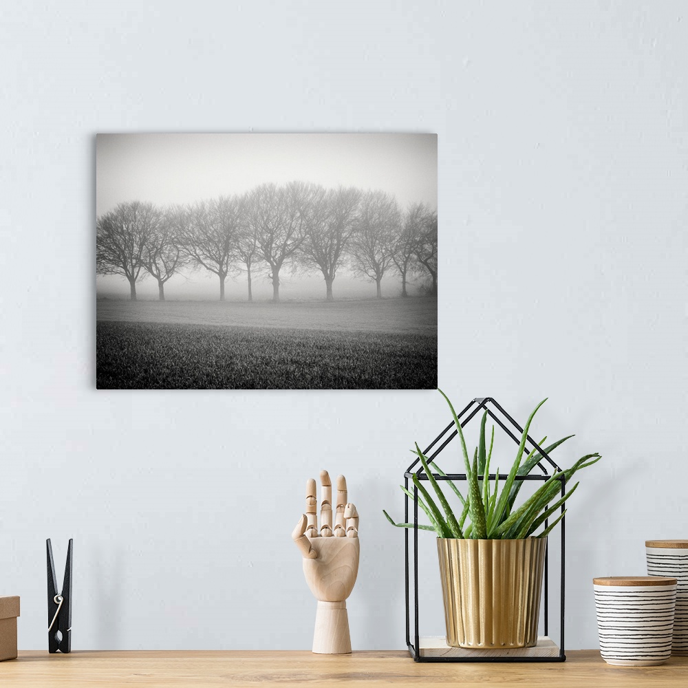 A bohemian room featuring Foggy landscape scene with trees with bare branches