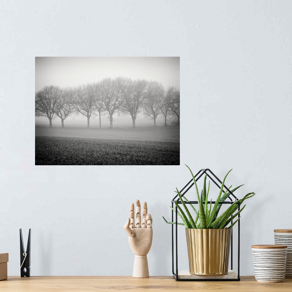 A bohemian room featuring Foggy landscape scene with trees with bare branches