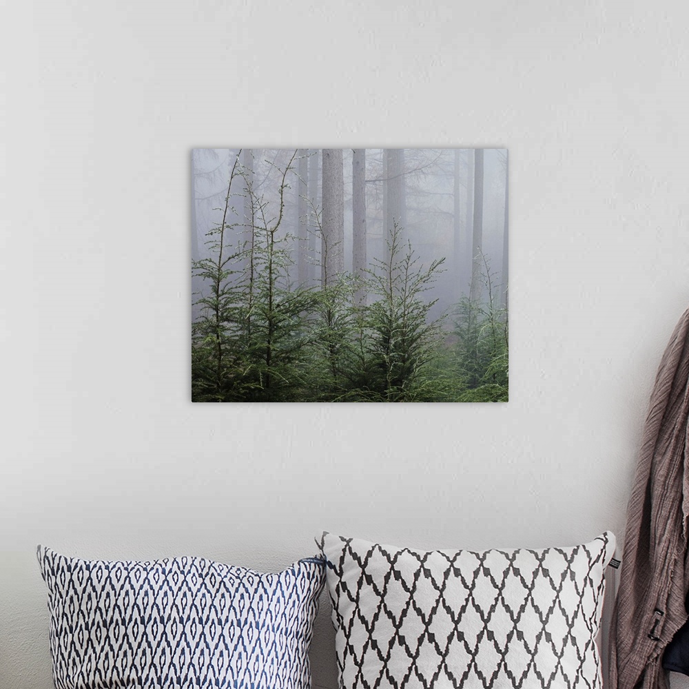 A bohemian room featuring Trees in mist at dawn