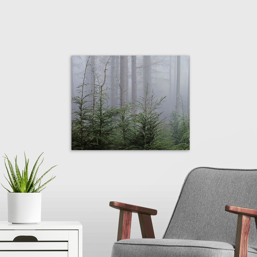 A modern room featuring Trees in mist at dawn