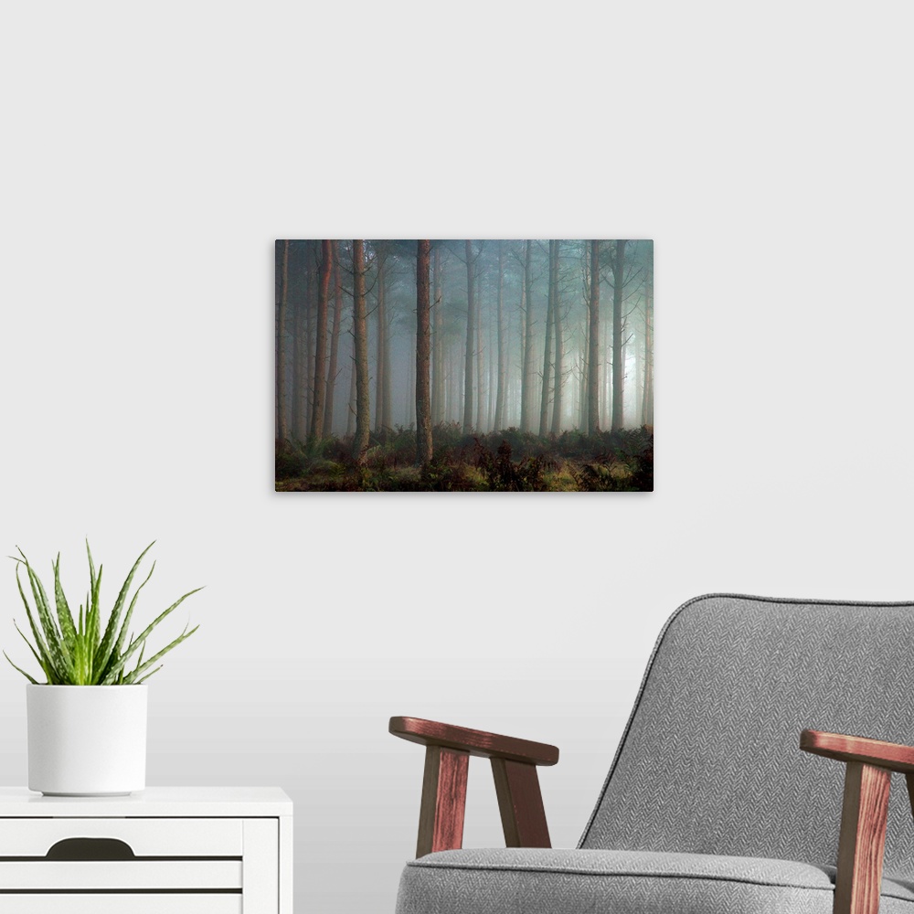 A modern room featuring A forest of pine trees in mist