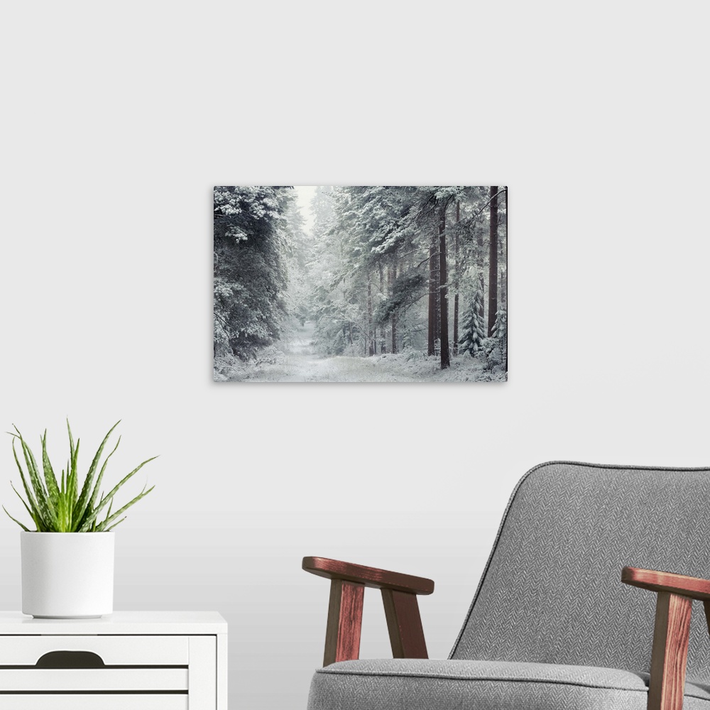 A modern room featuring Forest Snow