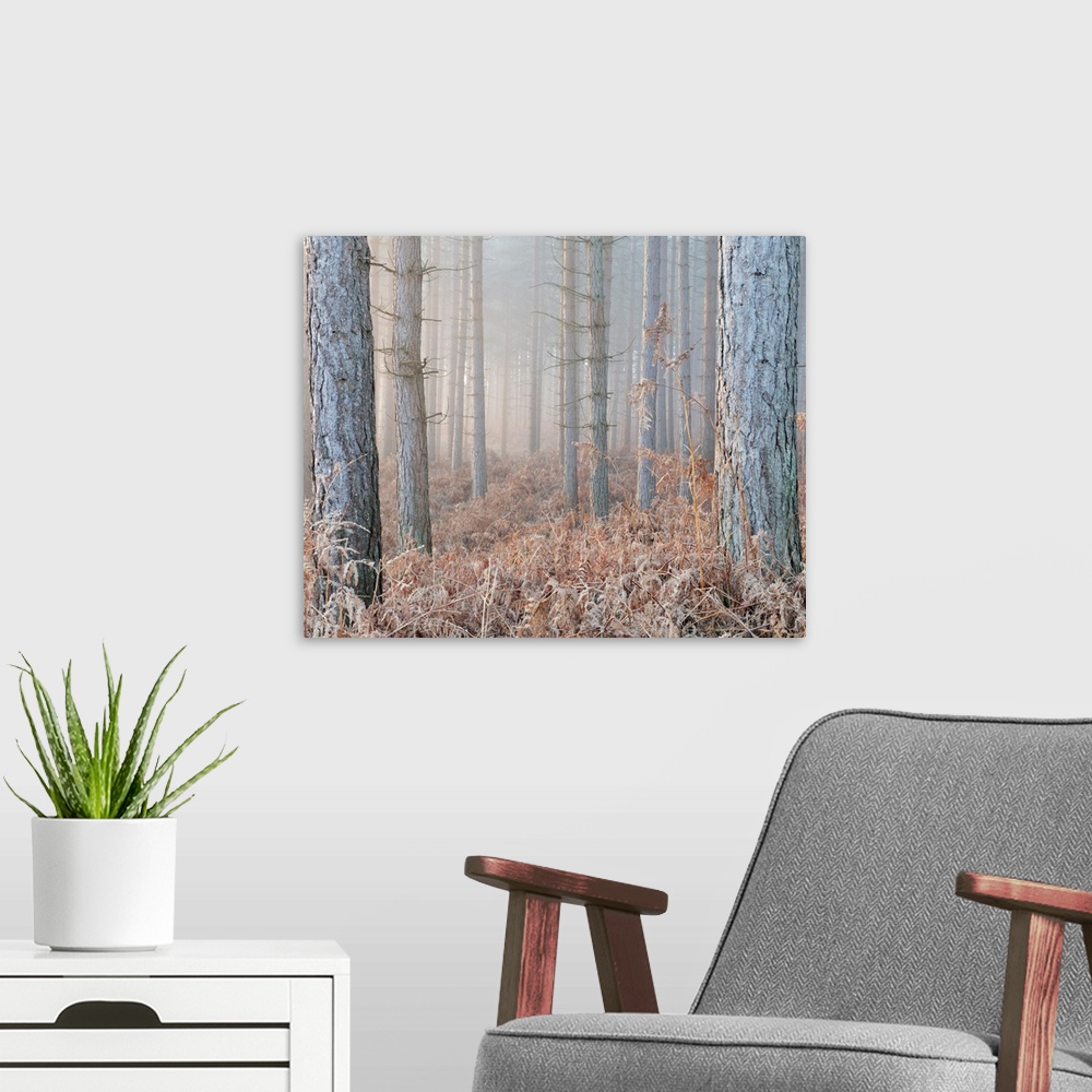 A modern room featuring Forest Solitude