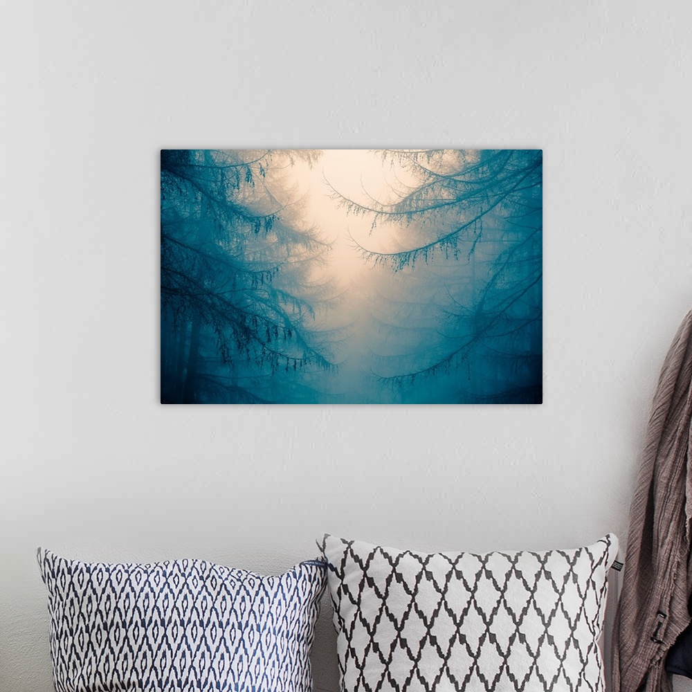 A bohemian room featuring Forest trees in heavy fog