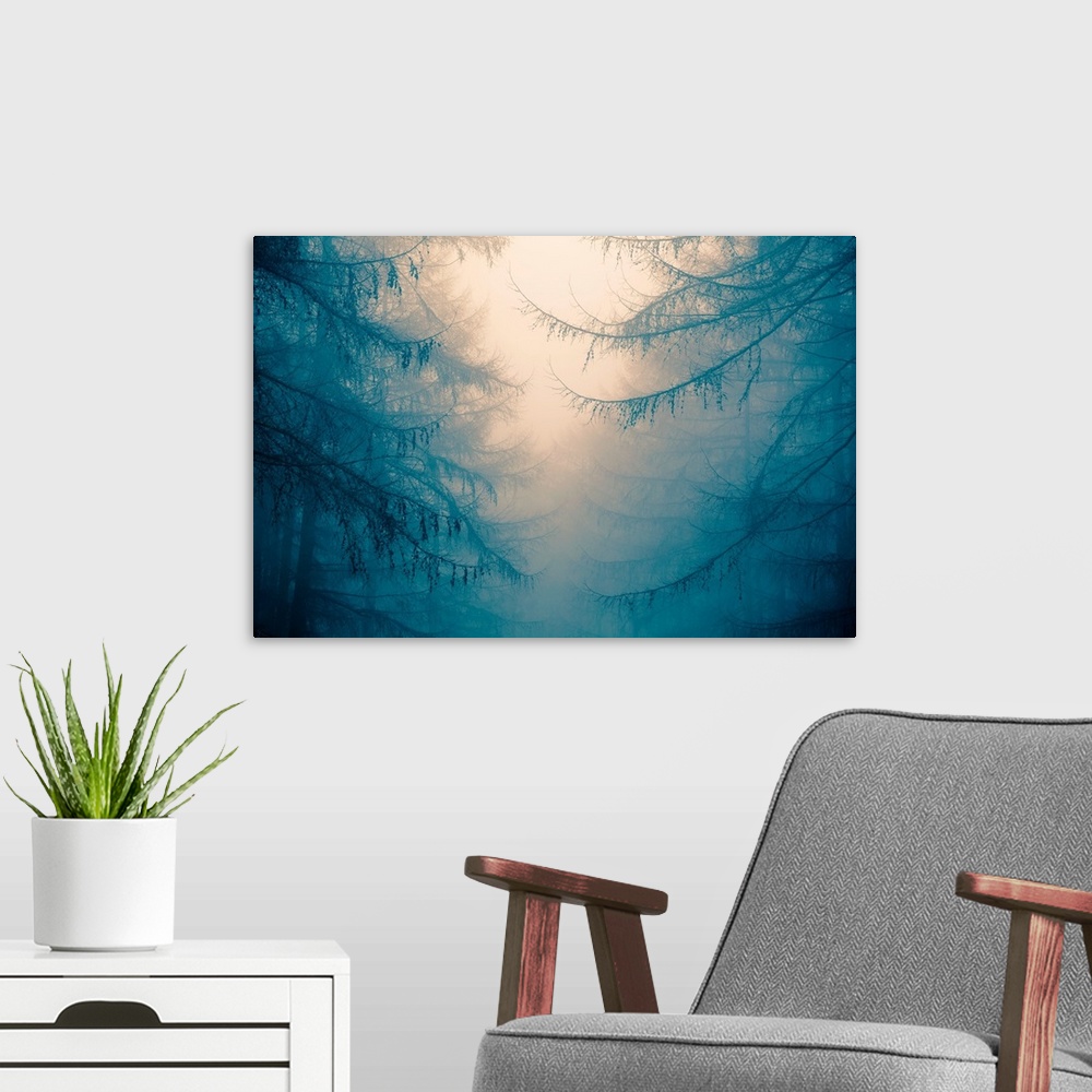 A modern room featuring Forest trees in heavy fog