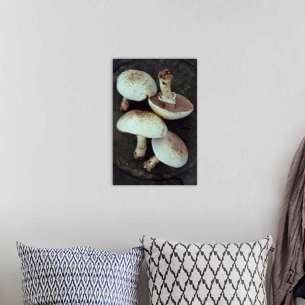 A bohemian room featuring Four Field mushrooms or Agaricus campestris with earth still on their stalks lying on tarnished m...