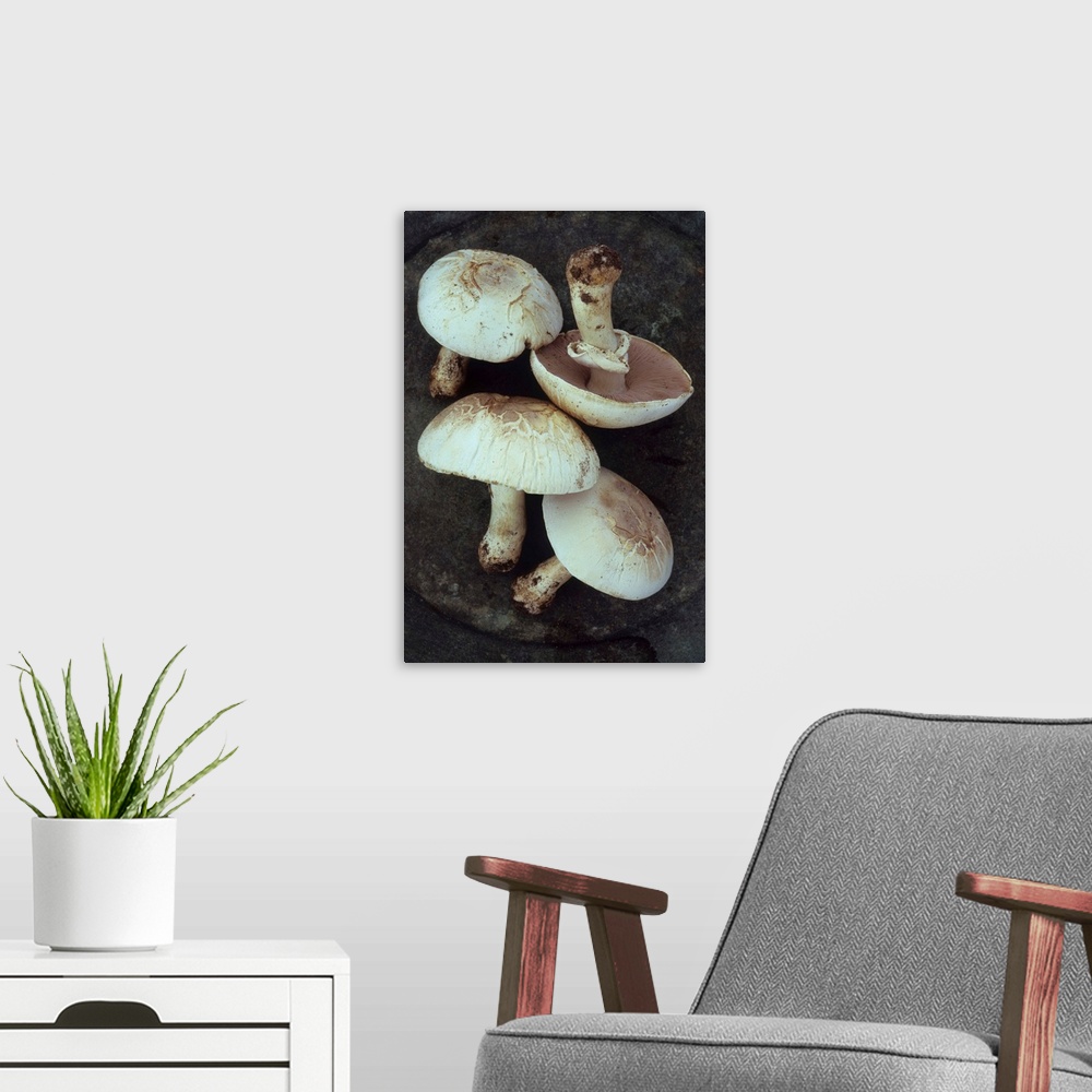 A modern room featuring Four Field mushrooms or Agaricus campestris with earth still on their stalks lying on tarnished m...