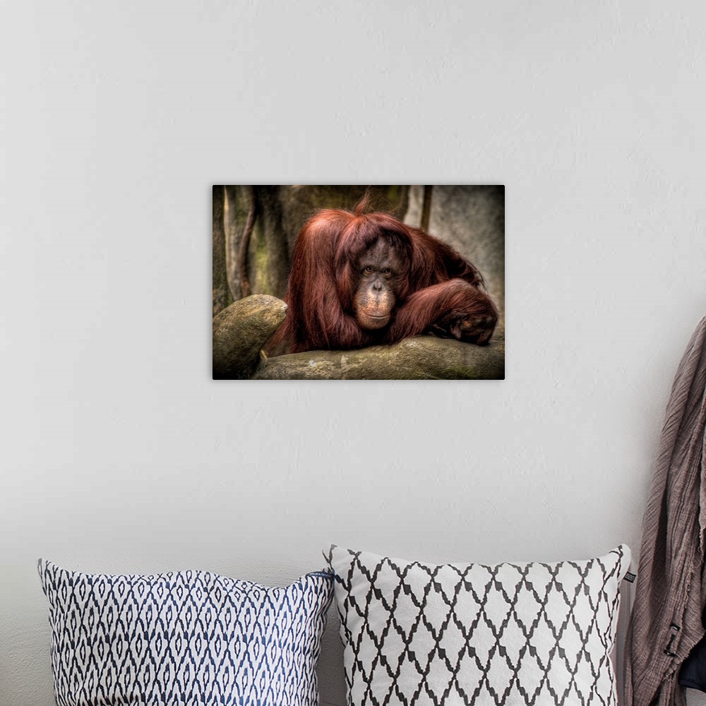 A bohemian room featuring An Urangutang in a zoo looking dejected