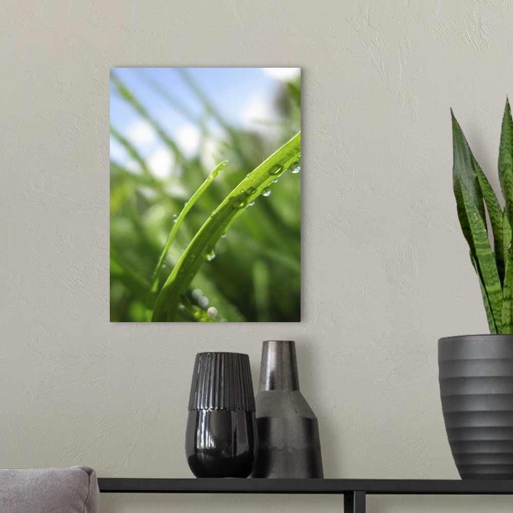 A modern room featuring macro shot of grass with water droplets in summer sunlight