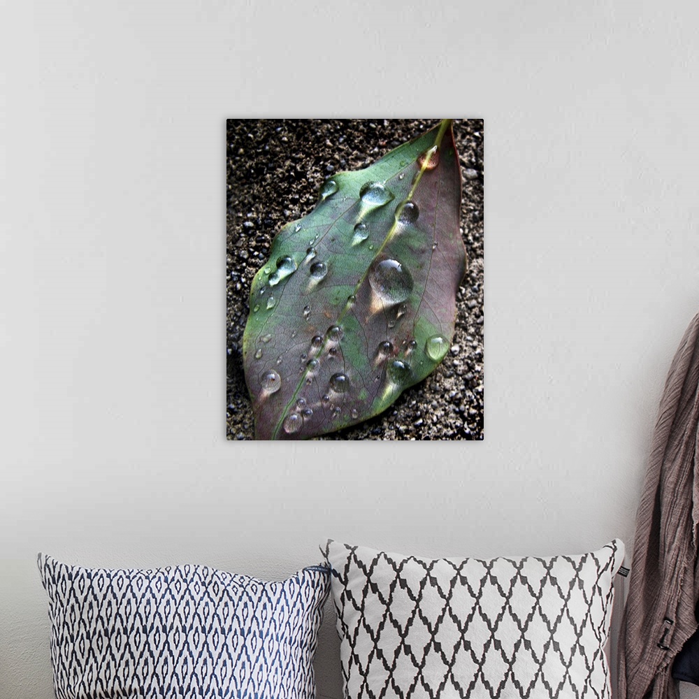 A bohemian room featuring A leaf with water drops
