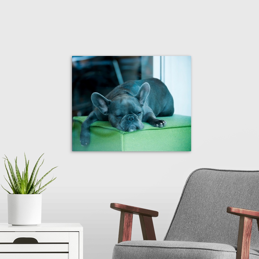 A modern room featuring A sleeping french bull dog on a green cushion in a store window.
