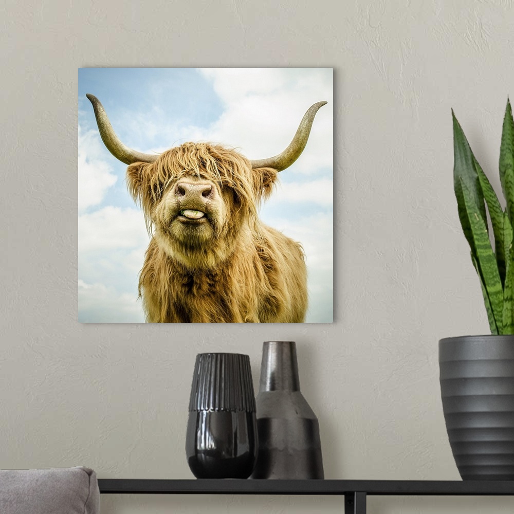 A modern room featuring Highland cow with long horns.