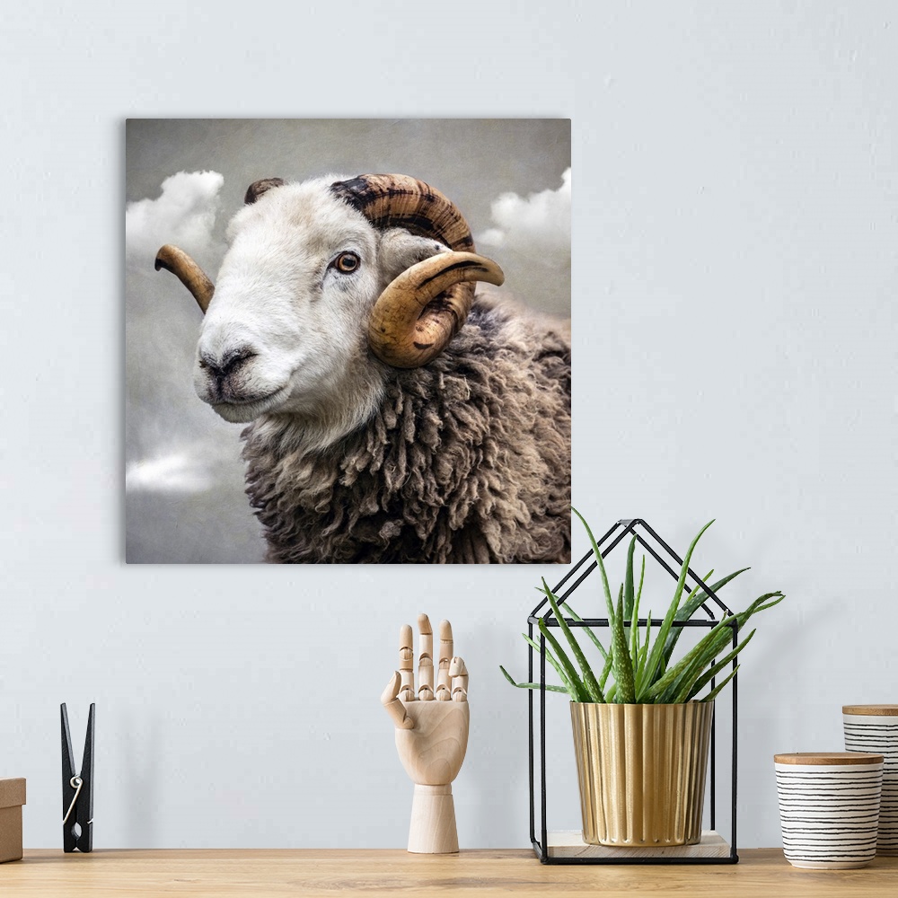 A bohemian room featuring Close up of Herwick breed of ram with white face and horns.