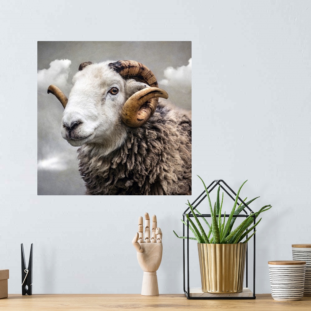 A bohemian room featuring Close up of Herwick breed of ram with white face and horns.