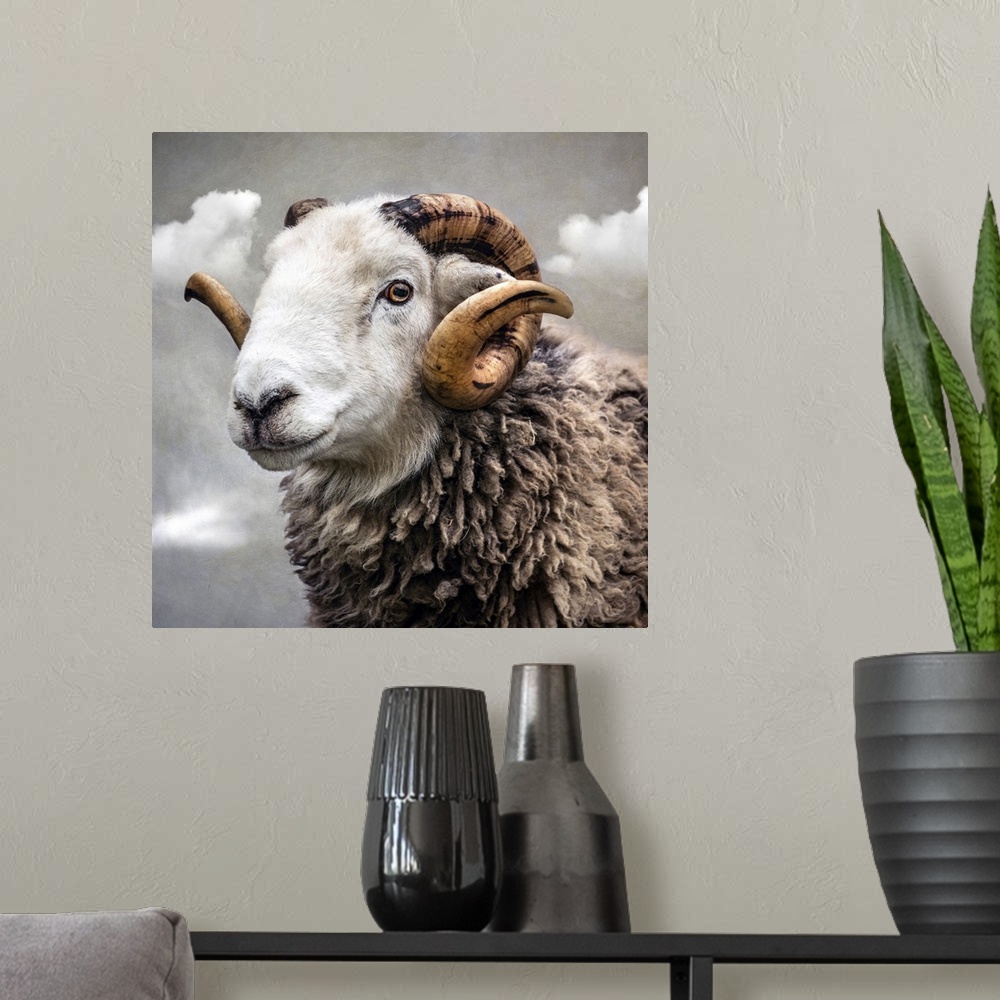 A modern room featuring Close up of Herwick breed of ram with white face and horns.