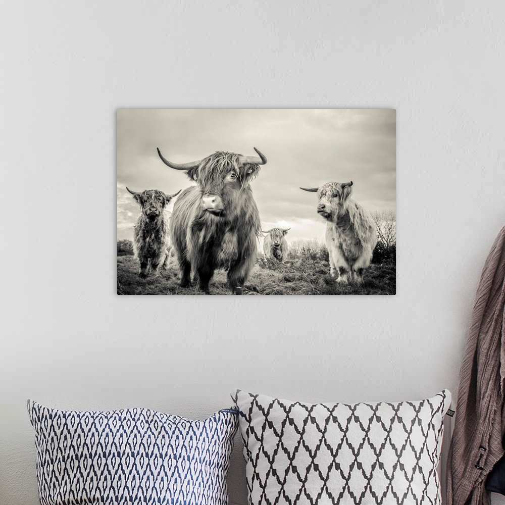 A bohemian room featuring A horizontal photograph of four highland cattle in sepia tones. The shaggy-haired cows are standi...