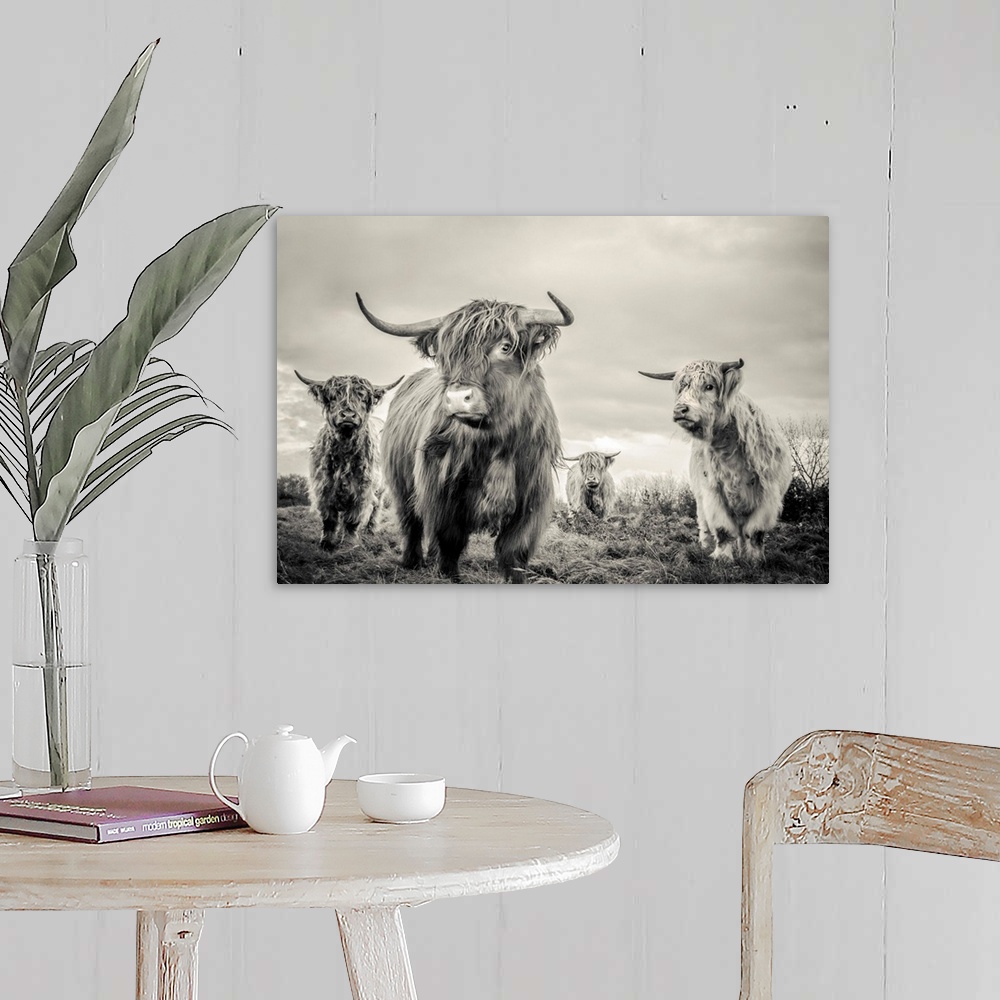 A farmhouse room featuring A horizontal photograph of four highland cattle in sepia tones. The shaggy-haired cows are standi...