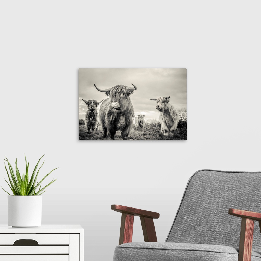 A modern room featuring A horizontal photograph of four highland cattle in sepia tones. The shaggy-haired cows are standi...