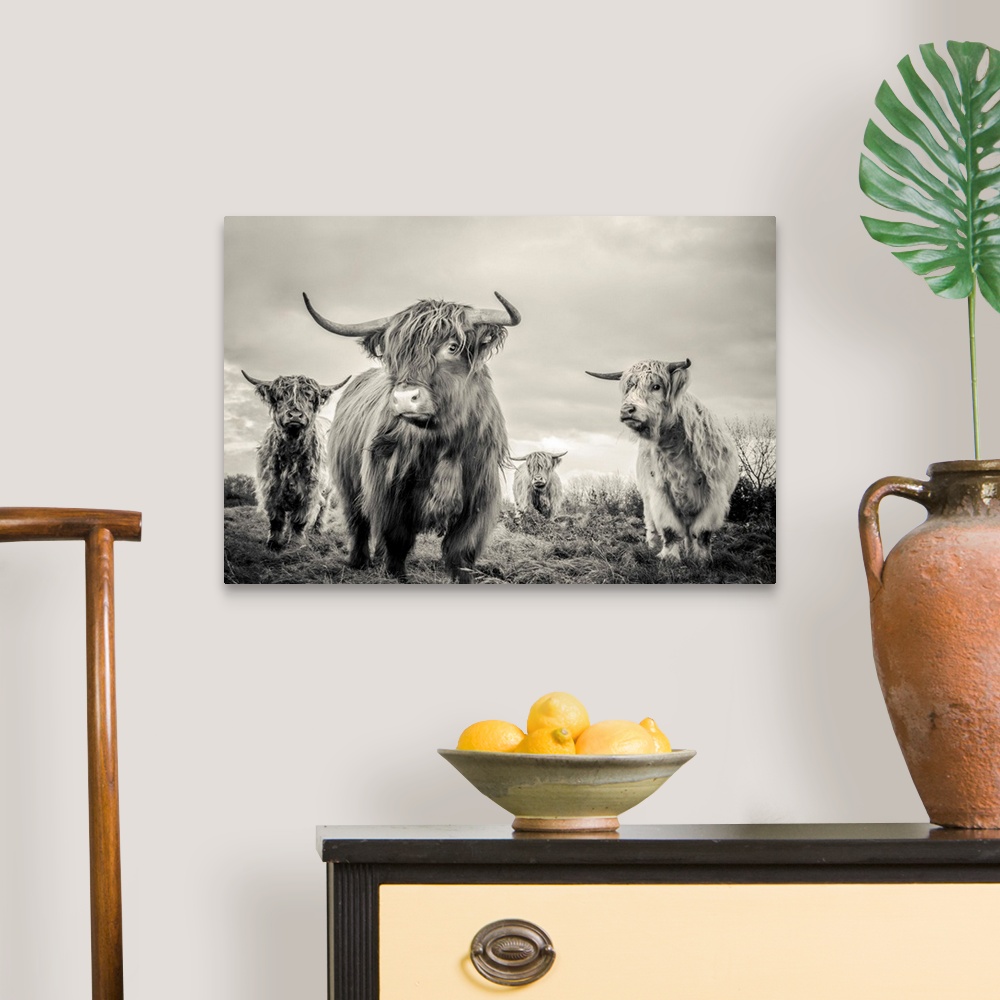 A traditional room featuring A horizontal photograph of four highland cattle in sepia tones. The shaggy-haired cows are standi...