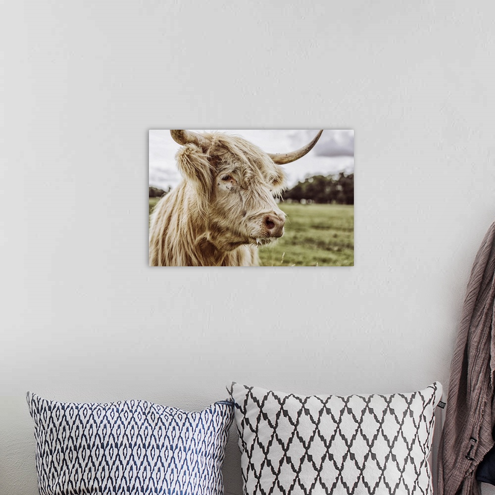 A bohemian room featuring Shaggy highland cattle in a field at Helmingham Hall in Suffolk, England.