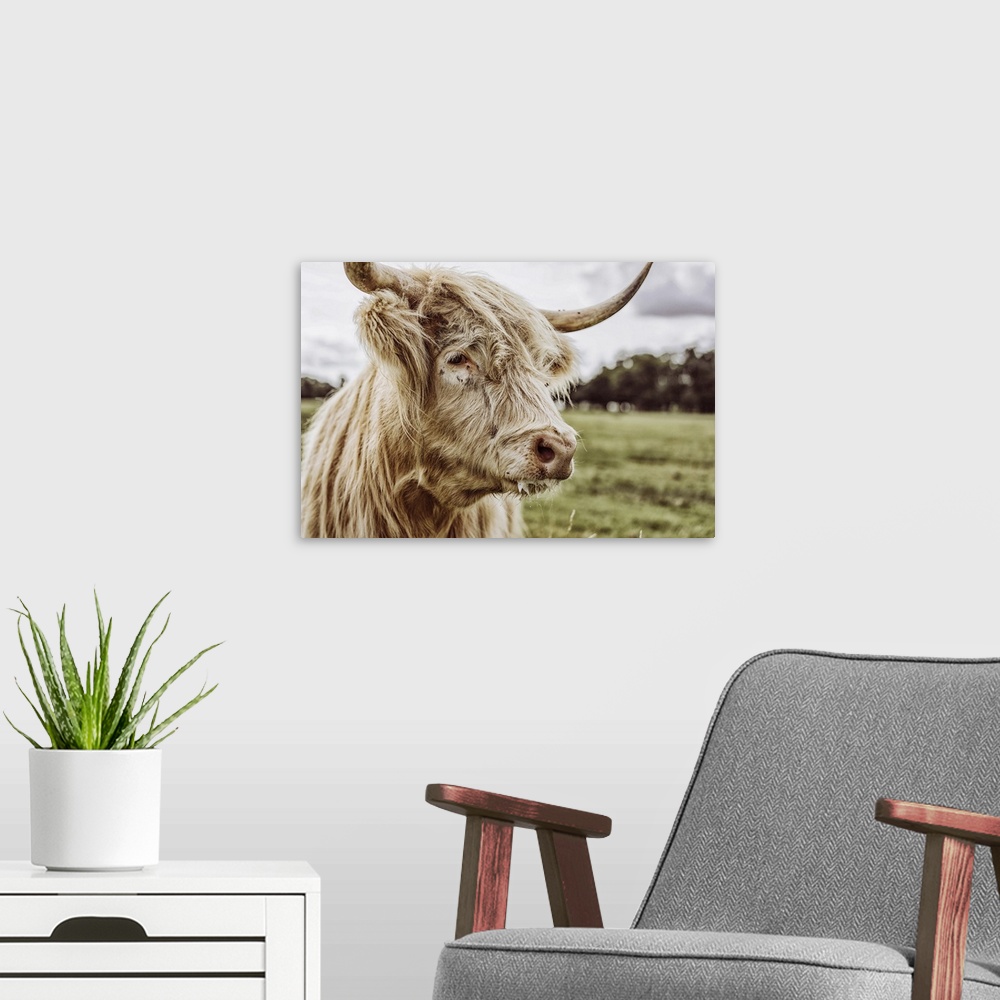 A modern room featuring Shaggy highland cattle in a field at Helmingham Hall in Suffolk, England.
